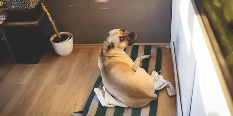 How Often Should I Change My Dog's Pee Pad: Know It Right 5 How often should I change my dog's pee pad