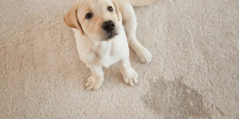 are dog pee pads biodegradable