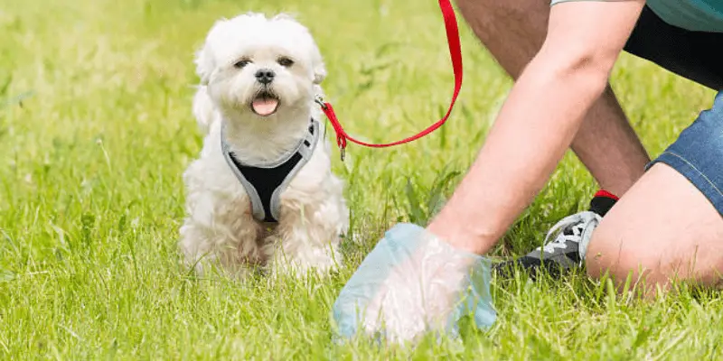 are dog poop bags biodegradable