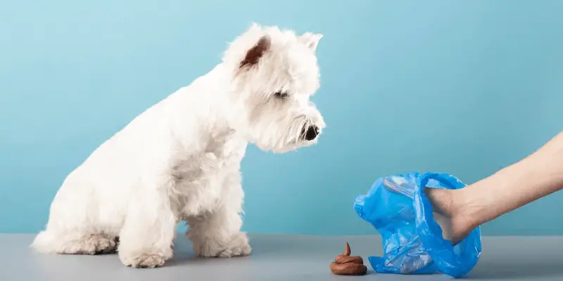 are dog poop bags smell proof