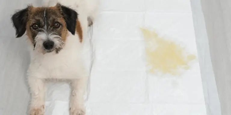 Why Are Pee Pads Good for Dogs and How They Work?