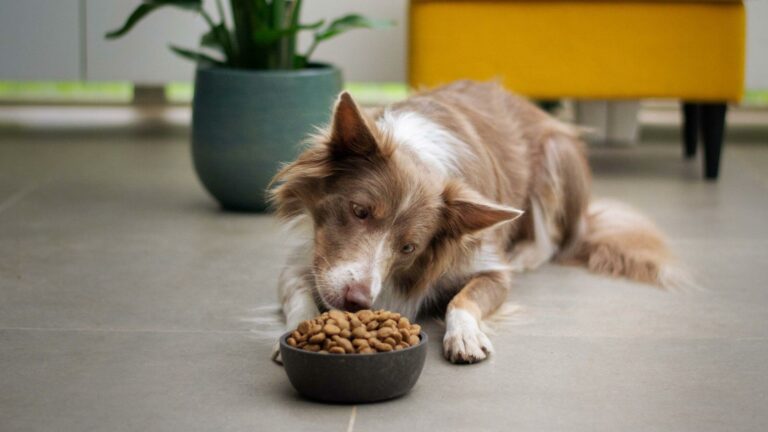 Best Dog Food Containers Of 2023 Reviewed