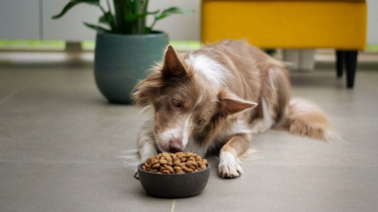 best dog food container