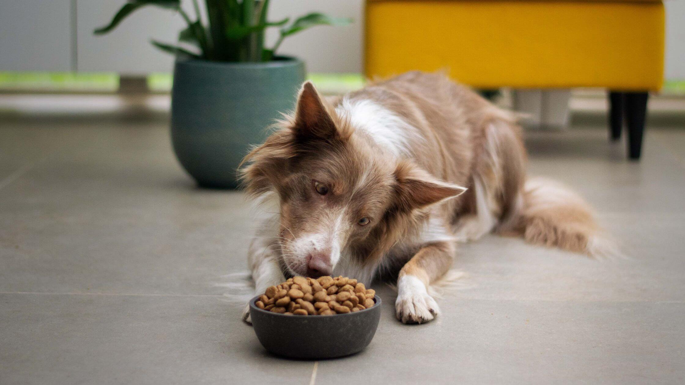 Bon Chien Dog Food Storage Canister