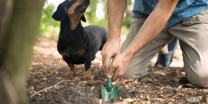 composting dog wastes