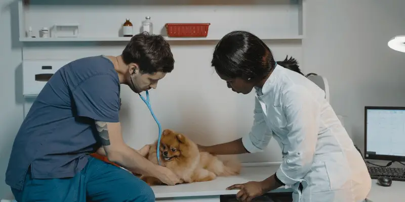 hot to stop dog from licking paws_regular vet visit