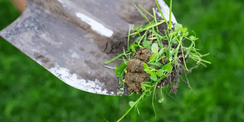 How to Use Dog Poop Bags as a Responsible Pet Parent: Dos and Don'ts 4 how to use dog poop bags_composting
