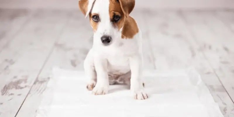 How to use puppy pads and proper potty training