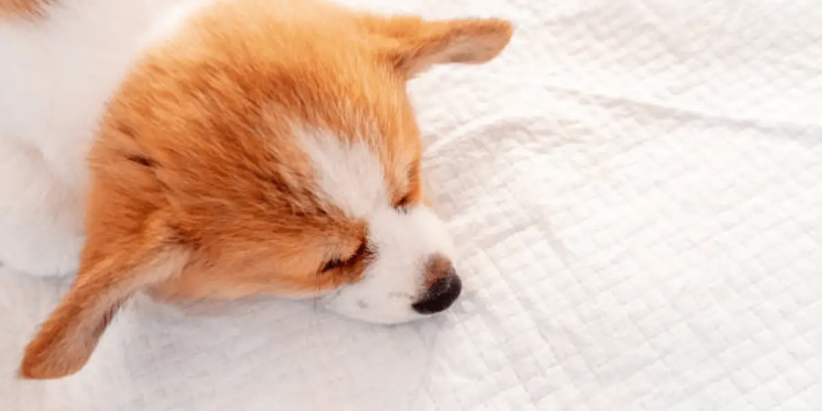 how do puppy pads work_pros and cons