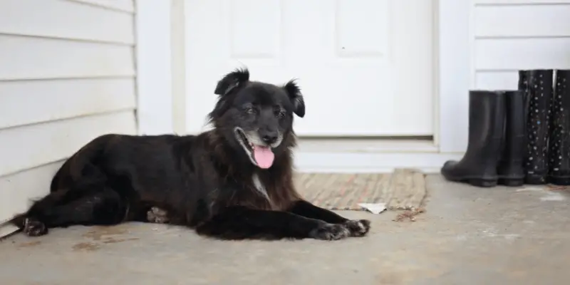 Do Pee Pads Work for Older Dogs