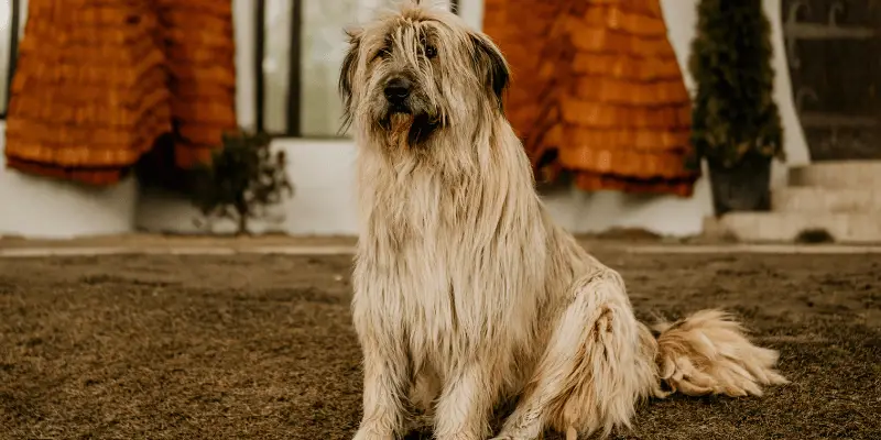 Do Pee Pads Work for Older Dogs