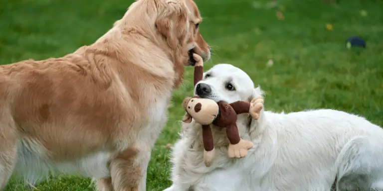 Do Pee Pads Work for Older Dogs: What You Should Know