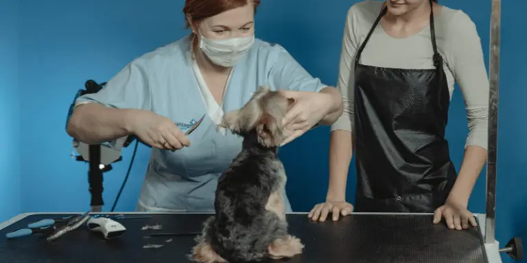5 Top-Rated Dog Grooming Table Choices