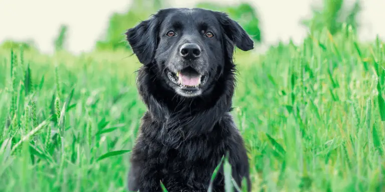 How to Dispose of Dog Poop Bags the Green Way