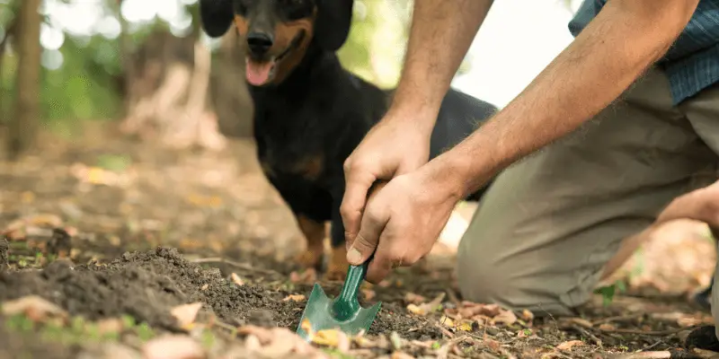 Where to Put Dog Poop Bags at Home - bury system