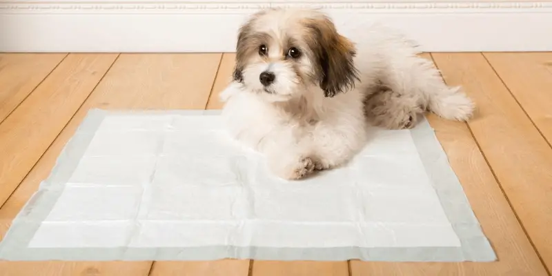 how to use pee pads for dogs