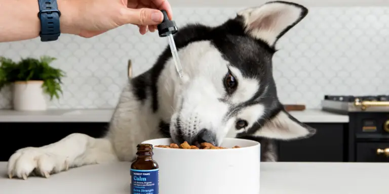 Best Hemp Oil For Dogs – Our Top 12 Picks of [2024]