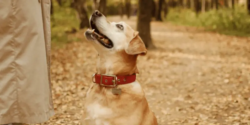 How should you place a prong collar on a dog