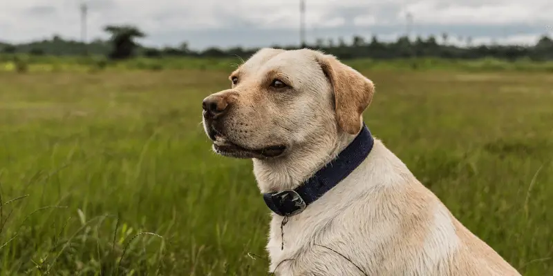 How should you place a prong collar on a dog