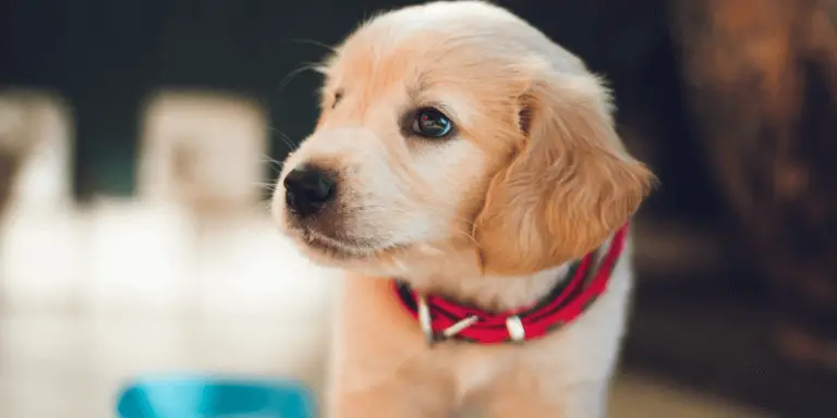 How To Train A Puppy To Use Pee Pads – Your Ultimate Guide