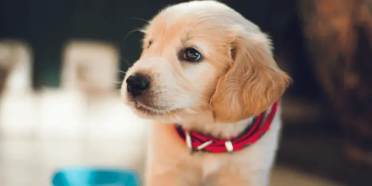 How to train a puppy to use pee pads