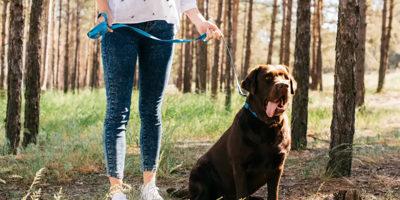 Waist leash for dogs