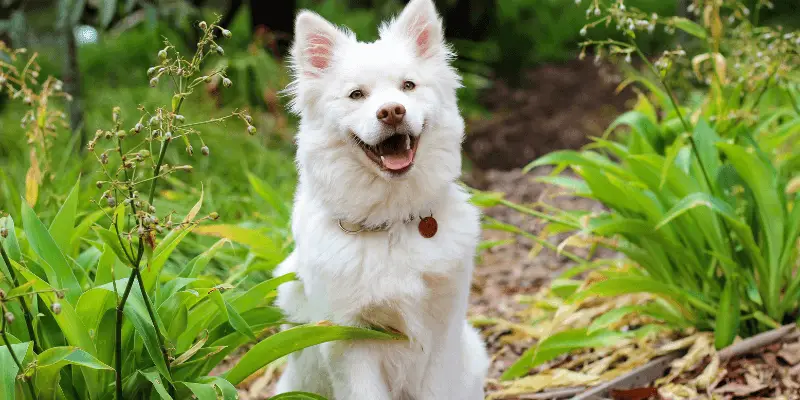 Where to Throw Dog Poop Bags Without Harming the Environment 3 Where to throw dog poop bags