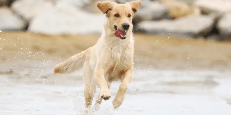 Where to Throw Dog Poop Bags Without Harming the Environment 7 Where to throw dog poop bags