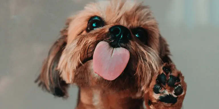 Why Do Dogs Lick You? (7 Reasons You Were Unaware Before)