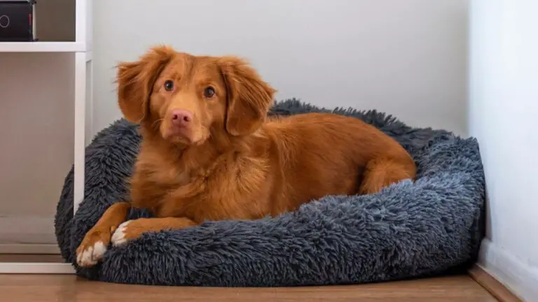 Top 10 Best Dog Memory Foam Bed of [2024]