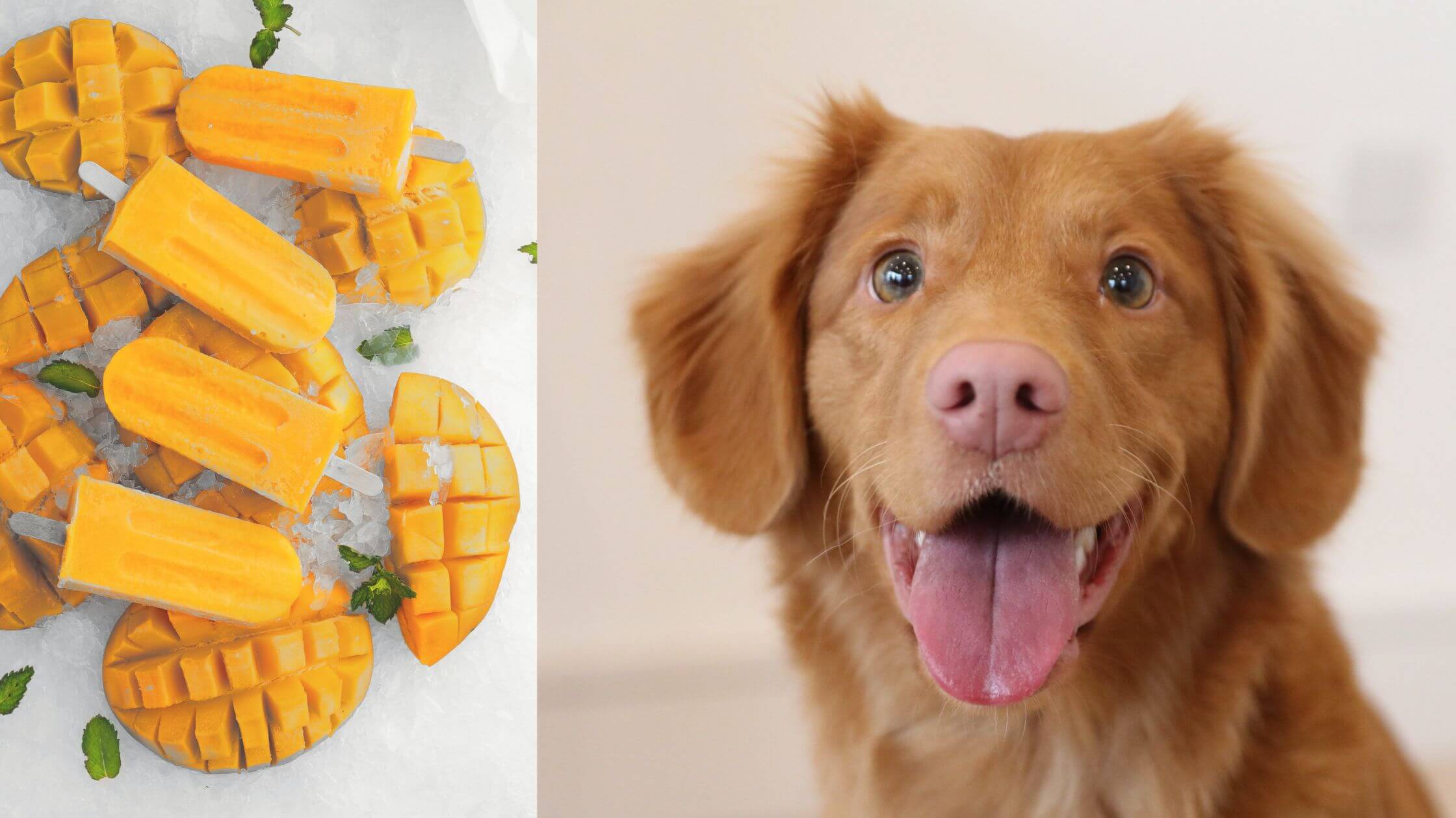 can dogs eat mango