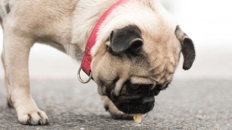 Can raw chicken clearance hurt a dog