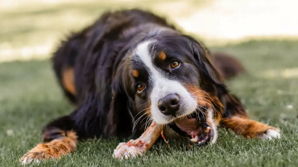 Can dogs eat oxtail meat cheap
