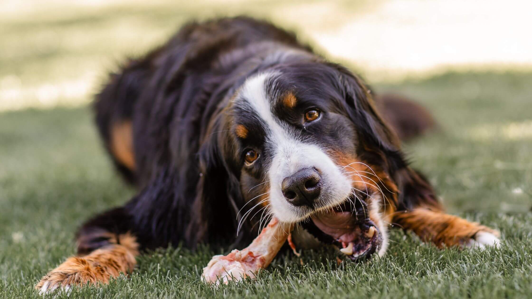 can dogs eat raw meat