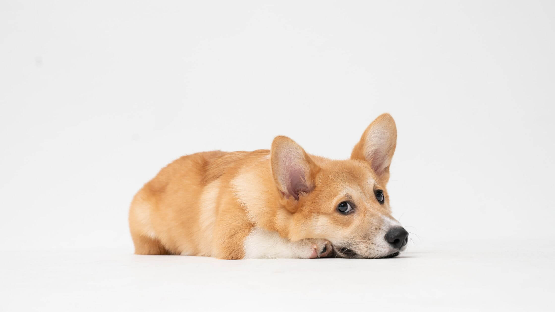 dog throwing up white foam