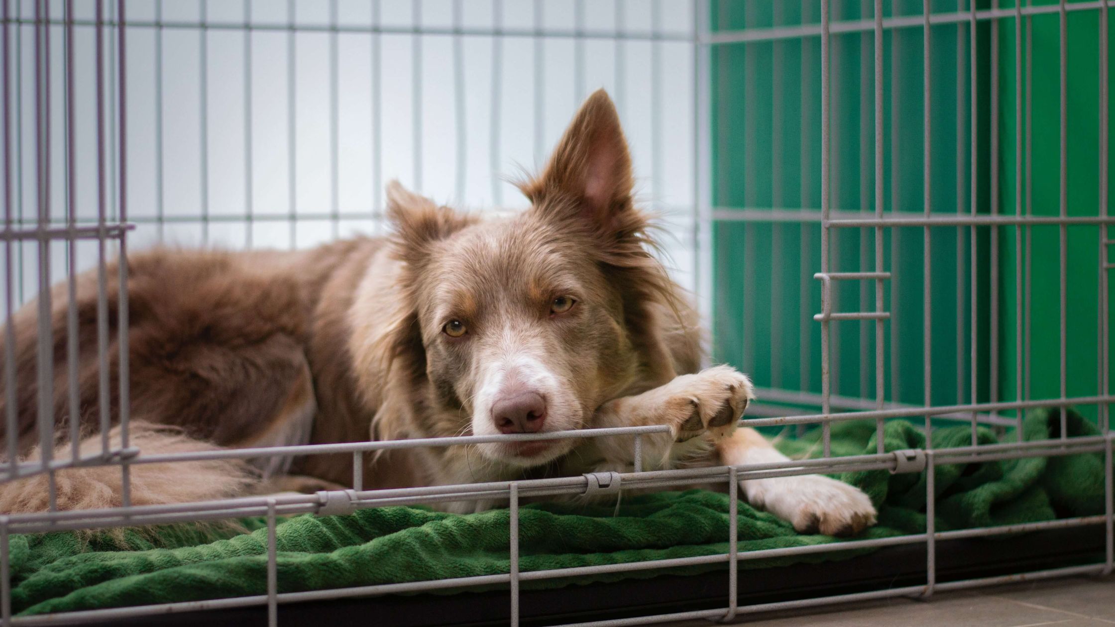 how to stop a dog from pooping in the crate