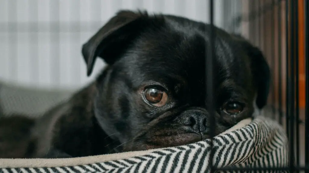 how to stop a dog from pooping in the crate