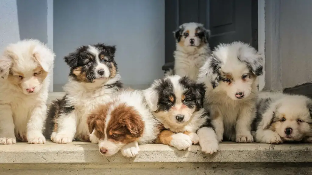 https://www.bulldogology.net/wp-content/uploads/2023/02/3-month-old-puppy-1024x576.jpg