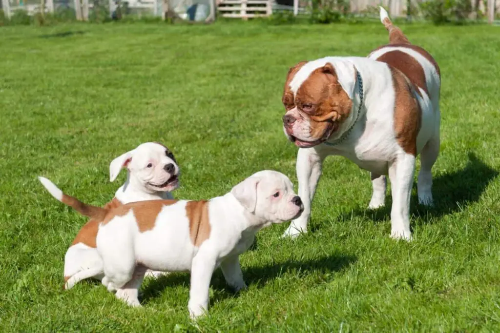 American Bulldog bubblypet.com 1 10 Adorable Types of Bulldog Breeds to Adopt