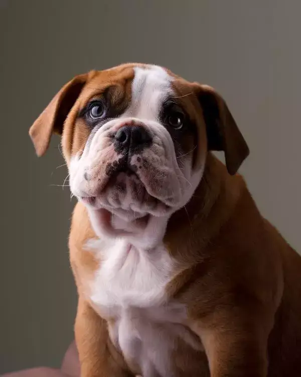 Australian Bulldog Puppy bowwowinsurance 1 10 Adorable Types of Bulldog Breeds to Adopt