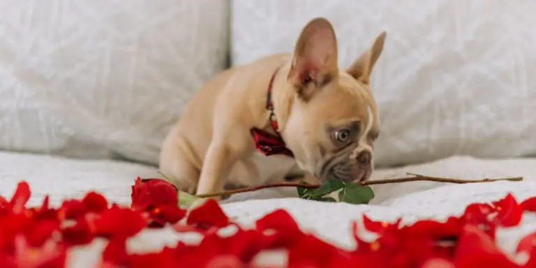 Tips on How to Find the Best Beds for French Bulldogs