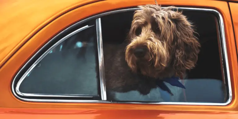 6 Best Dog Window Guards Of 2023 – Tested & Reviewed