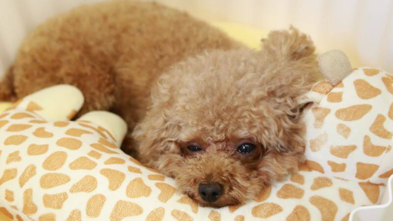 How To Clean Dog Bed - 10 Useful Tips You Need To Know 2 Blog cover 1 How To Clean Dog Bed - 10 Useful Tips You Need To Know