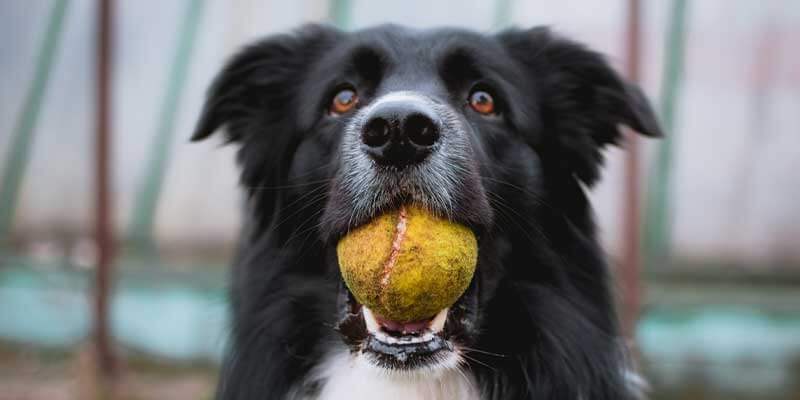 Brain Training for Dogs