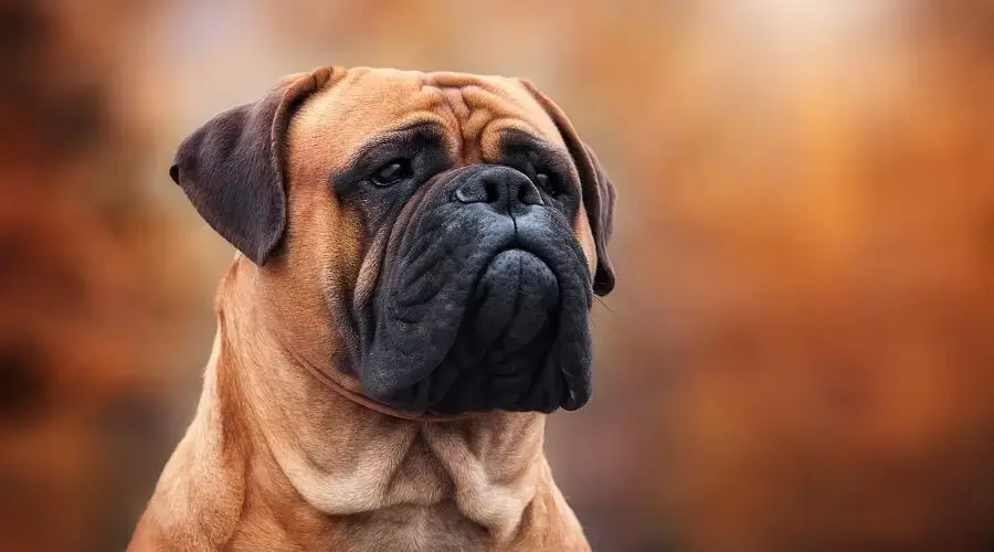 Bullmastiff Dog https www.loveyourdog.com 10 Adorable Types of Bulldog Breeds to Adopt
