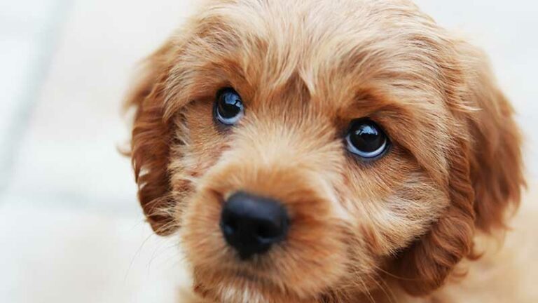 10 Best Dog Grooming Tips For Beginners 2023