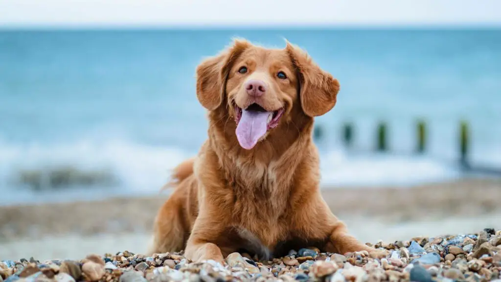 How Long Does It Take to Adopt A Dog? 13 Things You Need to Know Before and After Adopting Them 2 Untitled design 33 1 How Long Does It Take to Adopt A Dog? 13 Things You Need to Know Before and After Adopting Them
