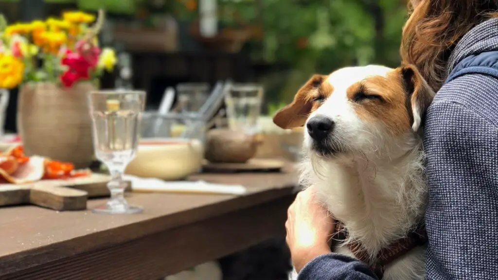 How Long Does It Take to Adopt A Dog? 13 Things You Need to Know Before and After Adopting Them 3 Untitled design 34 1 How Long Does It Take to Adopt A Dog? 13 Things You Need to Know Before and After Adopting Them