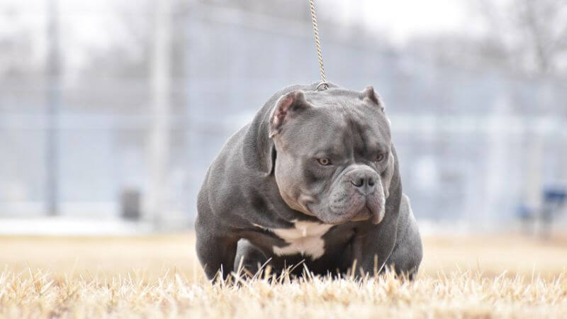 Aggressive hot sale pitbull training