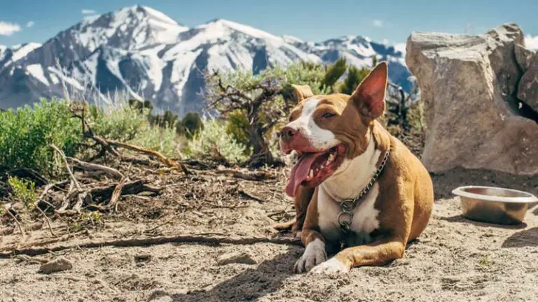 What Do You Need to Adopt a Dog?